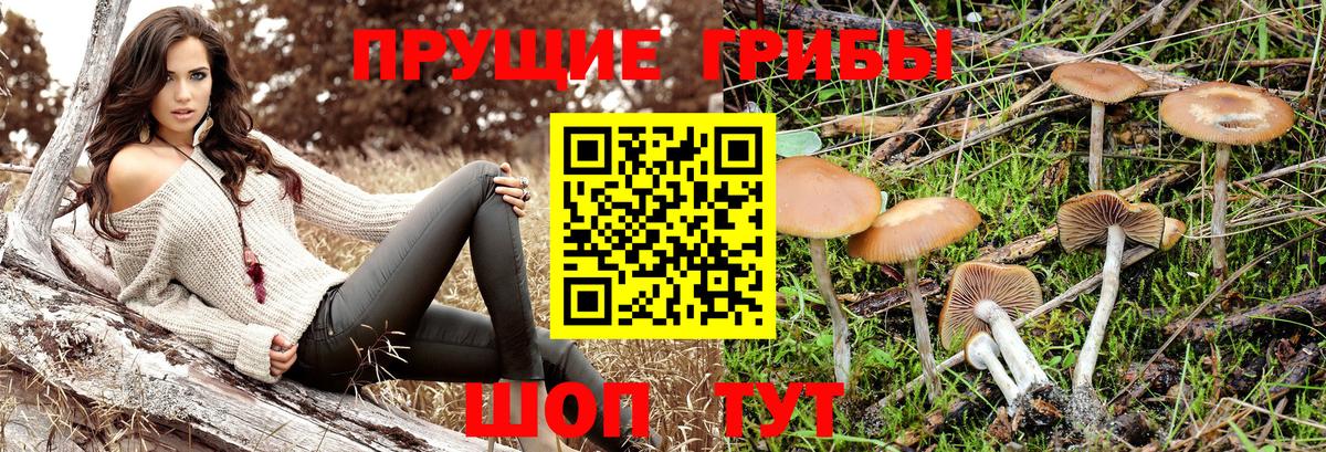 Псилоцибиновые грибы GOLDEN TEACHER  Псилоцибиновые грибы Cubensis  Изобильный  Вход с VPN 